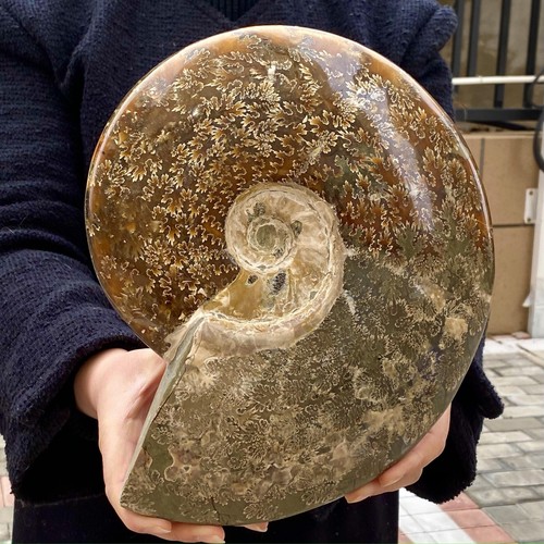 8.81LB Madagascar Natural High Quality Colored Conch Fossil Specimen - 第 10/12 張圖片