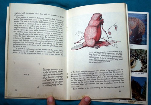 AUSWAHL neuer alter Bestand NATIONAL AUDUBON SOCIETY SCIENCE PROGRAM Briefmarkenalbum 1959-71 - Bild 6 von 46