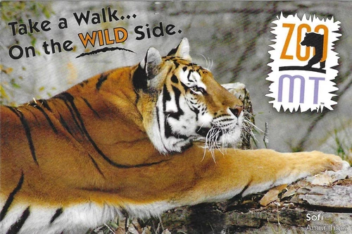 Montana Chrome Postcard Tiger Walk Wild Side Zoo Montana Wildlife Park Billings