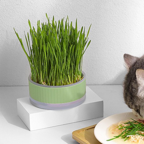 Grass Box For Cats Hydroponic Cat Grass Grower Catnip Planter Detachable - Picture 5 of 14