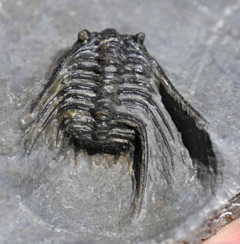 Trilobite Fossil, Leonaspis sp., from Morocco #3 - Picture 8 of 10