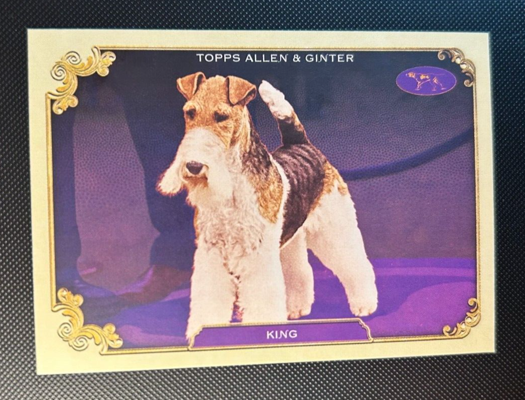 Westminster Kennel Club King Fox Terrier Fox Terrier Westminster