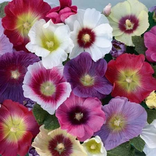 40 SEEDS - Hollyhock INDIAN SPRING old fashioned cottage GroCo BUY 15=SHIPS FREE