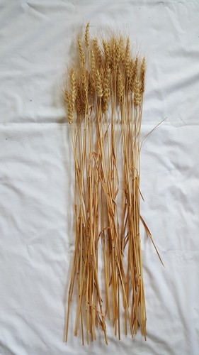 40 pc Lot Kansas Grown Wheat Bunch for Crafts, Props, & Seasonal Display - Picture 4 of 7