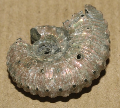 Spiny Ammonite with nice color of the shell - Spinicosmoceras pollux - Picture 8 of 10