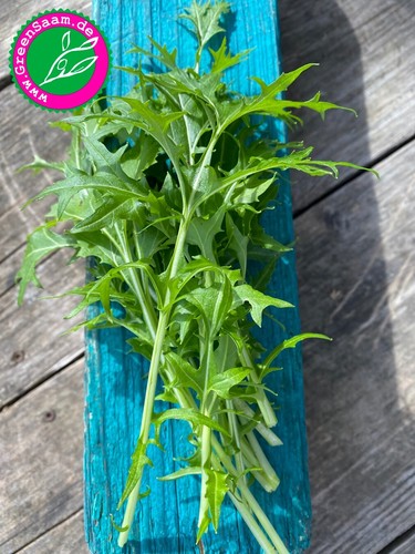MIZUNA ASIASALAT 🌿feiner Japankohl 🌱 300+ Samen Rübstiel Balkon ertragreich - Bild 4 von 8