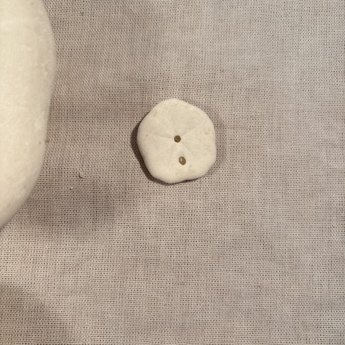 Lotto di Dollari di Sabbia Biscotti di Mare Puffy - Foto 14 di 18