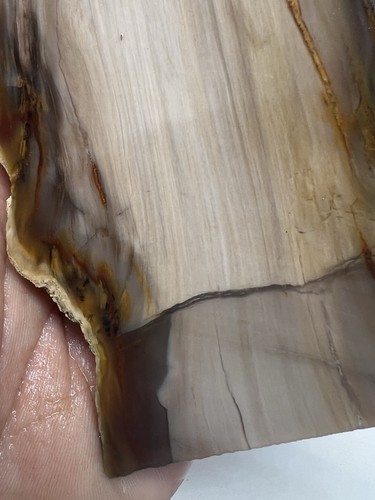 Idaho Agatized Petrified Wood Lapidary Slabs #06 - Picture 4 of 9