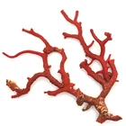 Large Red Coral Branch Composition Mediterranean Natural Koralle Display