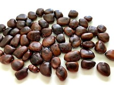 Tamarind 15 Seeds Grow Organic Non-GMO No pesticides Florida USA 2022 New Seeds