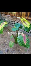 Light Pilla Colocasia Elephant Ear Plant