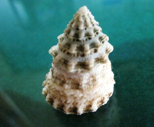 Tectus triserialis 37.3 mm F+++ very "stepped pointed FREAK WOW!!! - Picture 3 of 9