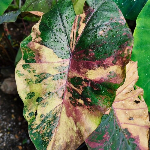 Colocasia Bombilla Viva Morning Star Tuber Nuevo Híbrido Libre Certificado Fitosanitario - Imagen 11 de 24