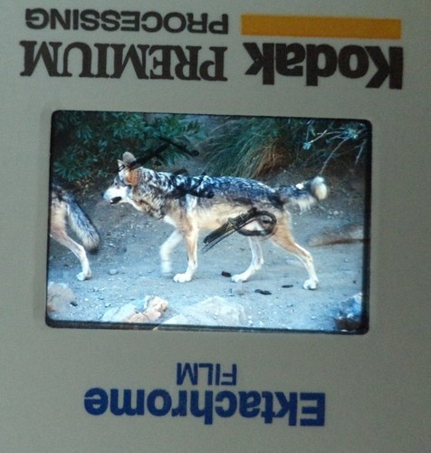 6 Original Vintage 35mm Kodak Photo Color Slide Animals Kodachrome Transparency - Picture 3 of 10