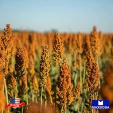 Sorghum Seeds Rox Orange Syrup Cane Non-GMO Heirloom