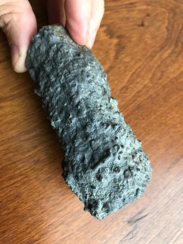 Natürlicher pyritisierter fossiler Massen Tichenor Kalkstein NY 1,5 Pfund Selten - Bild 11 von 12