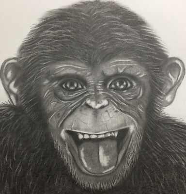 Chimpanzee Pencil Pastel Drawing Wall Decoration Ebay