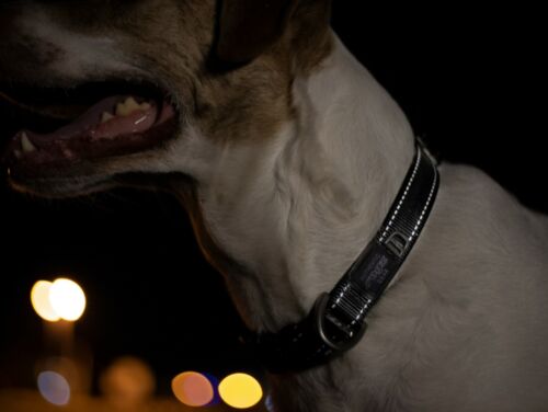 Rogz Utility Dog Collar: The Ultimate Safety and Style for Your Pup - Picture 7 of 10