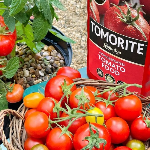 Levington Tomorite Liquid Tomato Food, Concentrate, 1L, Red - Picture 6 of 8