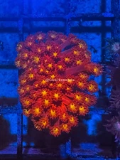 CE- WYSIWYG Splitfire Rainbow Goni Frag - Live Coral Frag LPS SPS #RZD6