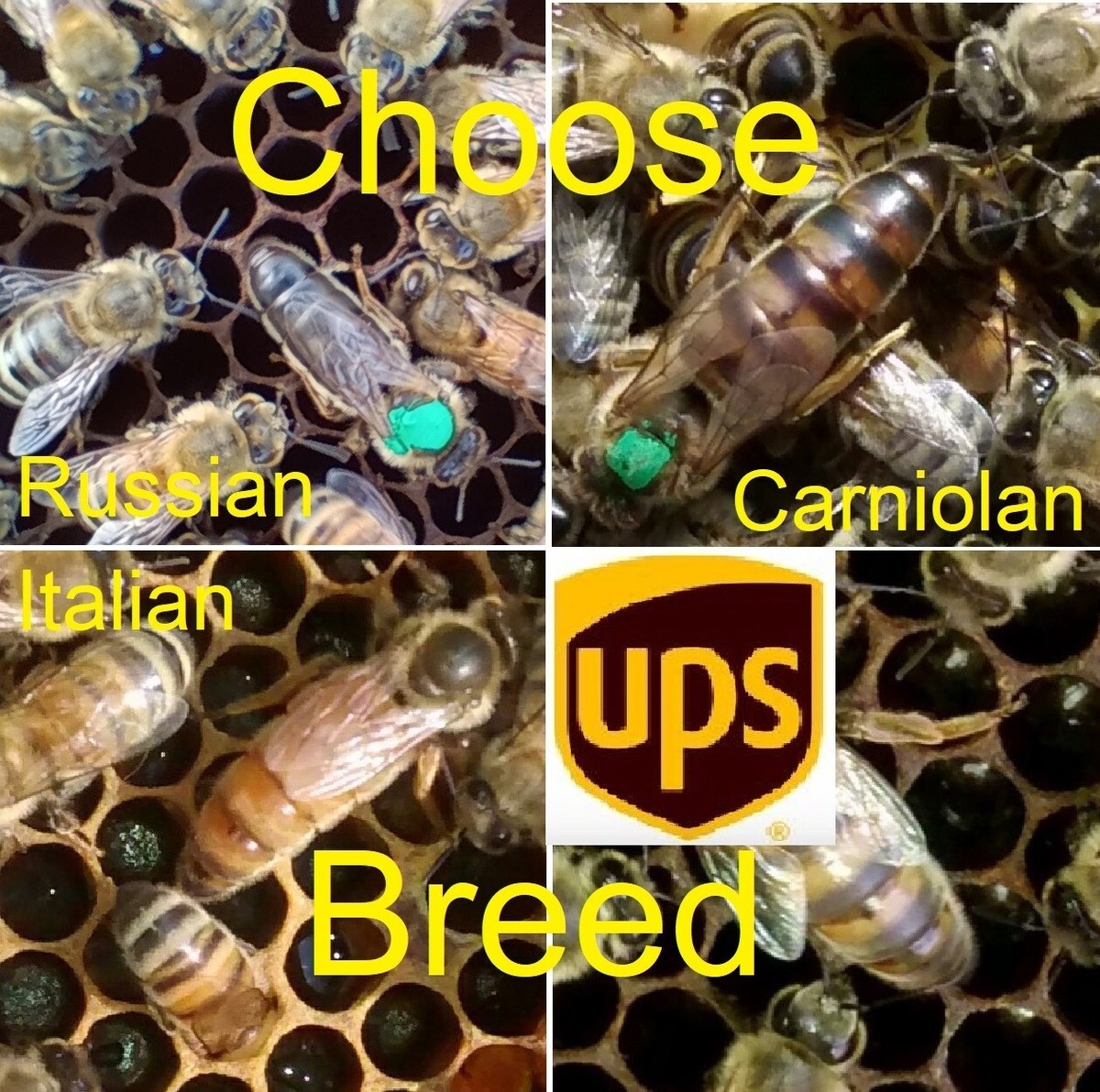 queenbee s-l1200.jpg