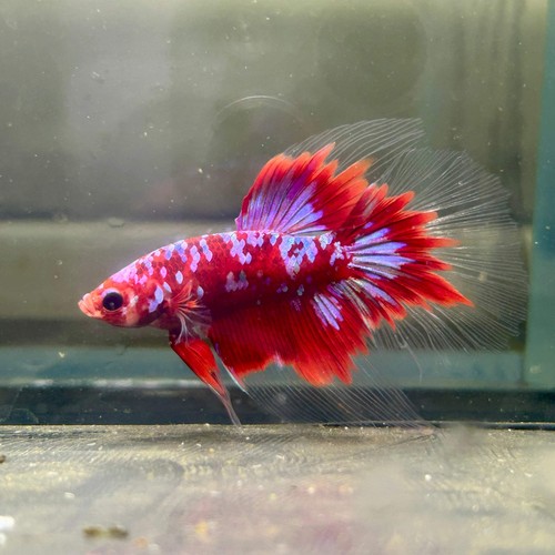 Purple Red Galaxy Halfmoon - Male Betta A15