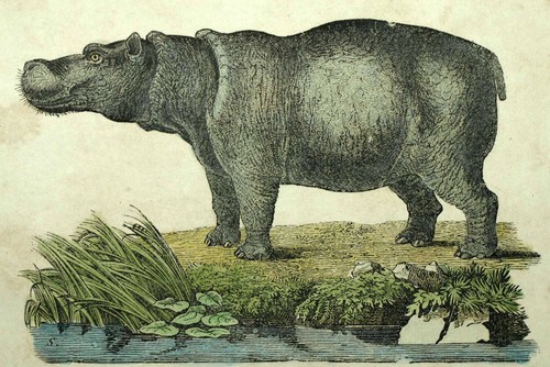 L'HIPPOPOTAME, gravure originale lithographie du XIXe siècle - Imagen 2 de 2