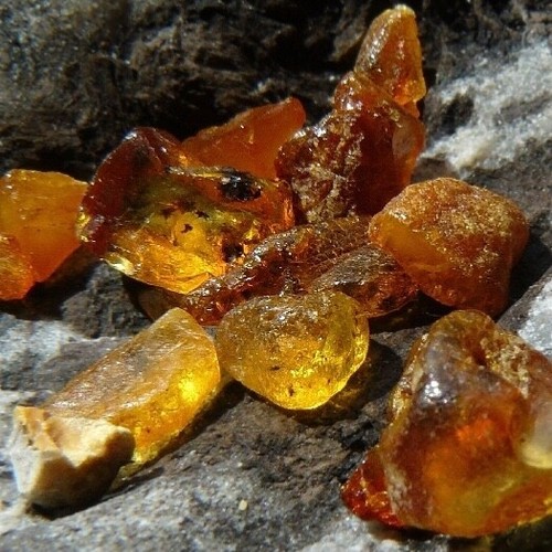 Amber Variety with Inclusion Scorpion (Polybern) 250 Million BC - Picture 6 of 24