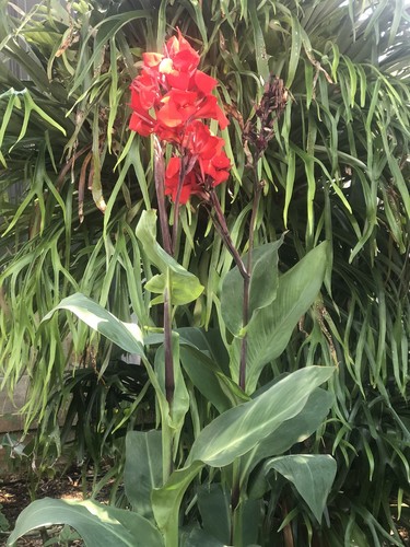 Canna  Lilly Bold Tropical Red Mature Healthy Rhizomes x 3 Combined Post %