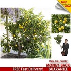 80 cm Large Fully Mature Eureka Citrus Lemon Fruit Tree Plant in 4L Pot