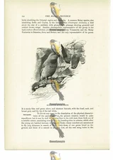 Brue Crowned Hanging Parrots, Animal Book Illustration (Print), c1916