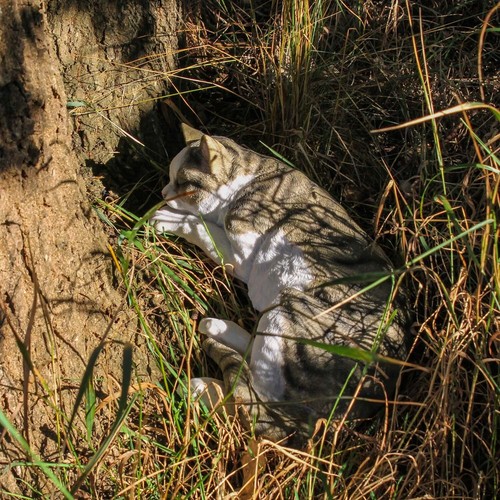 Katzenfigur Figur Katze Hauskatze "Murli" Gartenfigur Tierfigur Kätzchen Mietze - Bild 5 von 6