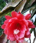 Disocactus Ackermannii cutting