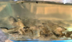 Live White River Crayfish - 25 Count - Hardy Bait or Pets - Fast Shipping