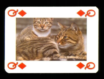 1 x playing card Beautiful Cat Series - see photograph - Queen of Diamonds S34