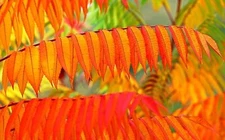 Flameleaf Sumac Tree Seeds - 30 Seeds for Planting - Prized for Vibrant Fall