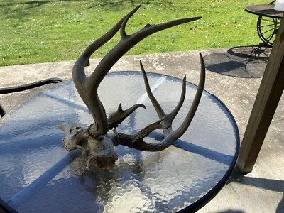 Devil Deer Rack WICKED GIANT WHITETAIL DEER SKULL RACK ANTLERS DISPLAY TAXIDERMY #112 ...