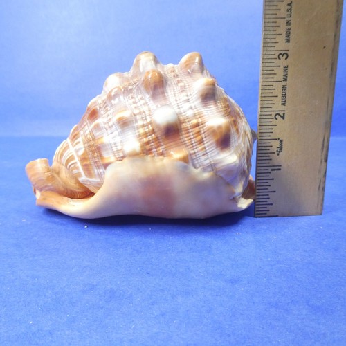 Cassis Cypraecassis Rufa African Bullmouth Helmet Conch Shell Seashell 4" 269g - Picture 7 of 11