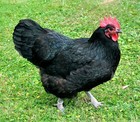 Foto 4 di 5