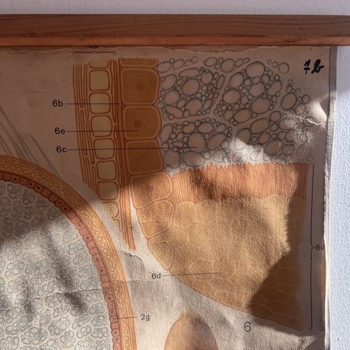Vintage Soviet School Chart Wheat Grain Germination Educational Decor - Foto 5 di 6