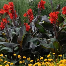 2 - AMBASSATOR Giant Canna Lily Flower Bulb Tuber Rhizomes ( THE BLACK KNIGHT )