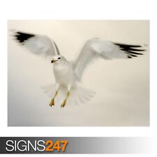 PELICAN WATER BIRD Photo Poster Print Art A0 A1 A2 A3 A4 3365 Animal Poster