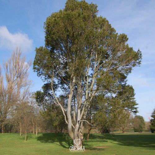 Bunge pine 20+ PCS fresh seeds. Pinus bungeana. Tree seeds - Picture 6 of 8