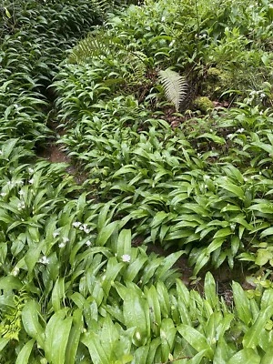 OLD MANSE GARDNER 35+ WILD GARLIC BULBS Freshly Lifted! Organic Excellent Quality&Size 💯% Edible