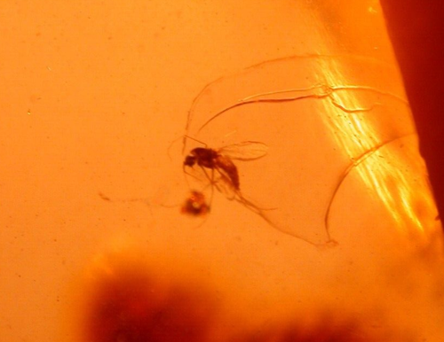 Super RARE Centipede with Caterpillar in Colombian Copal Amber Fossil Large 22 g - Picture 10 of 16