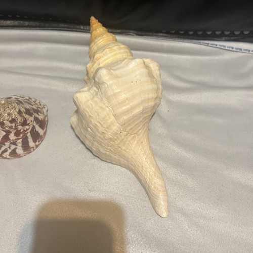 Lot Of 2 Seashells 10.5” Horse Conch Shell Trophus Ocean Sea Decor Nautical - Picture 4 of 8