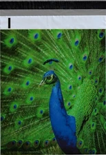1-100-1000 10x13 ( Peacock ) Boutique Designer Poly Bag Mailers Envelopes Bags