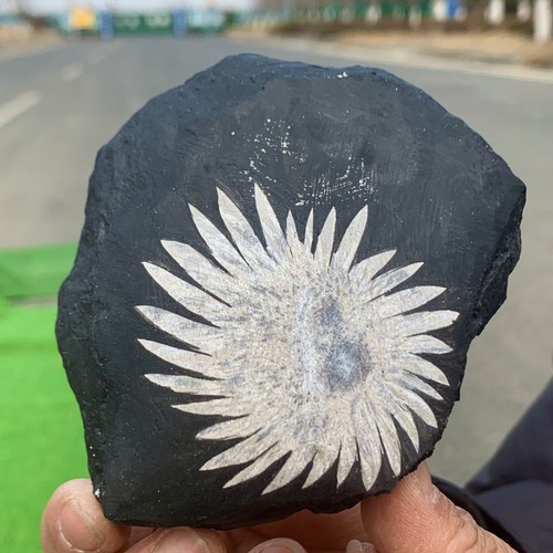 342G Natural Chrysanthemum Stone Quartz Carving Halo Treatment Gift - 第 13/23 張圖片