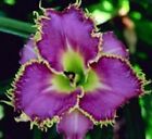Spiny Sea Urchin Daylilies 2 fans Return and multiply yearly World's Finest