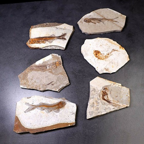 150 milioni di anni fa originale licottero osseo fossile vero pesce Cina - Foto 3 di 7